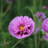 Pink Double Petal Cupcake Cosmos Seeds | Cupcake-Shaped Blooms, Easy to Grow, Full Sun, Beginner Friendly