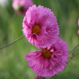 Pink Double Petal Cupcake Cosmos Seeds | Cupcake-Shaped Blooms, Easy to Grow, Full Sun, Beginner Friendly