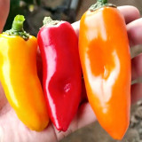 Mixed Color Fruit Pepper Seeds – Specialty fruit-type variety, high yield, easy to grow, excellent flavor