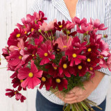 Evening Gown Red Cosmos Seeds – Easy-Care Annual, Upright & Branching, Drought-Tolerant for Borders & Pots