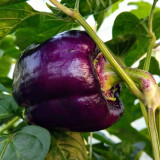 Shouhe Amethyst Sweet Pepper Seeds – Hybrid variety, high yield, easy to grow, strong disease resistance, excellent flavor