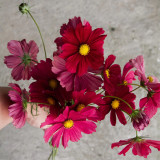 Evening Gown Red Cosmos Seeds – Easy-Care Annual, Upright & Branching, Drought-Tolerant for Borders & Pots