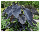 Colocasia Black Bulb, Black Elephant Ear Plant, Taro Tuber, Rare Exotic Tropical Plant