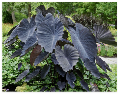 Colocasia Black Bulb, Black Elephant Ear Plant, Taro Tuber, Rare Exotic Tropical Plant