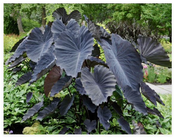 Colocasia Black Bulb, Black Elephant Ear Plant, Taro Tuber, Rare Exotic Tropical Plant