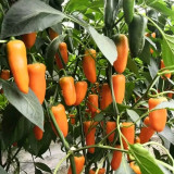 Mixed Color Fruit Pepper Seeds – Specialty fruit-type variety, high yield, easy to grow, excellent flavor