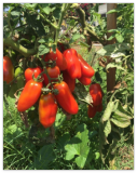 San Marzano Tomato Seeds | Heirloom, Determinate, Non-GMO, Plum Type for Canning & Sauce