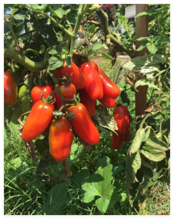 San Marzano Tomato Seeds | Heirloom, Determinate, Non-GMO, Plum Type for Canning & Sauce