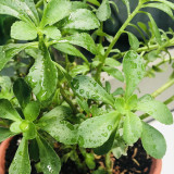 Heart-nourishing Vegetable Seeds – Easy to grow, fast growing, high survival rate, edible, and can be made into herbal tea