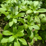Heart-nourishing Vegetable Seeds – Easy to grow, fast growing, high survival rate, edible, and can be made into herbal tea