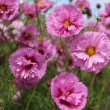 Pink Double Petal Cupcake Cosmos Seeds | Cupcake-Shaped Blooms, Easy to Grow, Full Sun, Beginner Friendly
