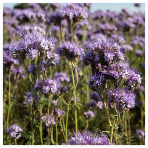 Purple Tansy (Phacelia tanacetifolia) Seeds, Pollinator Friendly, Annual Wildflower