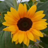 Copper Queen Sunflower Seeds – Multi-stemmed variety, easy to grow and manage, long blooming period, high ornamental value