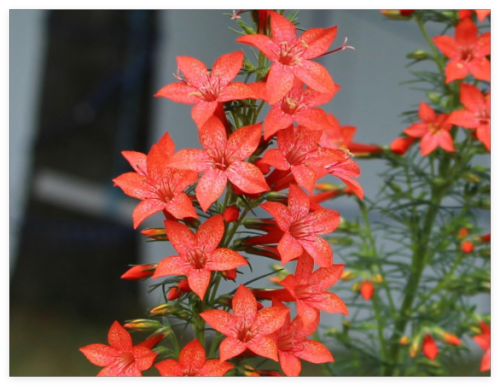 Ipomopsis rubra (Standing Cypress) Seeds – Red Tall Wildflower