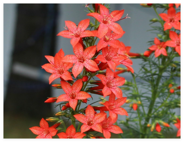 Ipomopsis rubra (Standing Cypress) Seeds – Red Tall Wildflower