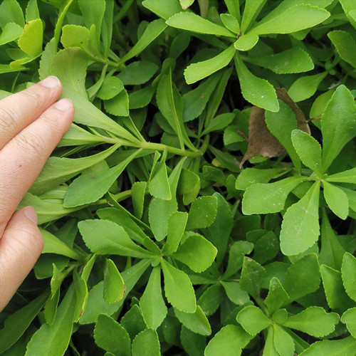 Heart-nourishing Vegetable Seeds – Easy to grow, fast growing, high survival rate, edible, and can be made into herbal tea
