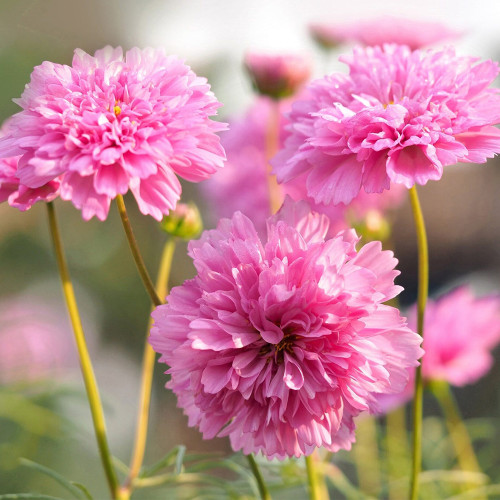 Double Pink Cosmos Seeds – Pink Fully Double Blooms, Peony-Like Annual Flower for Garden & Cut Blooms