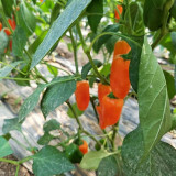 Mixed Color Fruit Pepper Seeds – Specialty fruit-type variety, high yield, easy to grow, excellent flavor