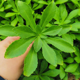 Heart-nourishing Vegetable Seeds – Easy to grow, fast growing, high survival rate, edible, and can be made into herbal tea