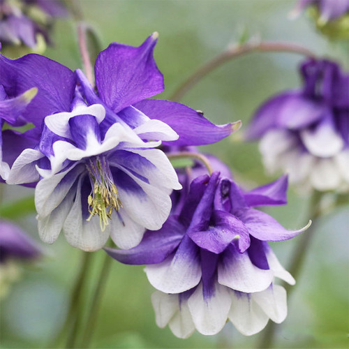Aquilegia vulgaris 'Crown' Seeds – Perennial Herbaceous Flower, Cold & Drought Tolerant