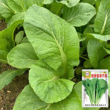 Kongkong Hakka Leaf Mustard Greens Seeds | Light Green Oblong Leaves, Tender Low Fiber & Bitter-Free, 45-Day Maturity