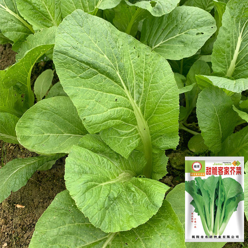 Kongkong Hakka Leaf Mustard Greens Seeds | Light Green Oblong Leaves, Tender Low Fiber & Bitter-Free, 45-Day Maturity
