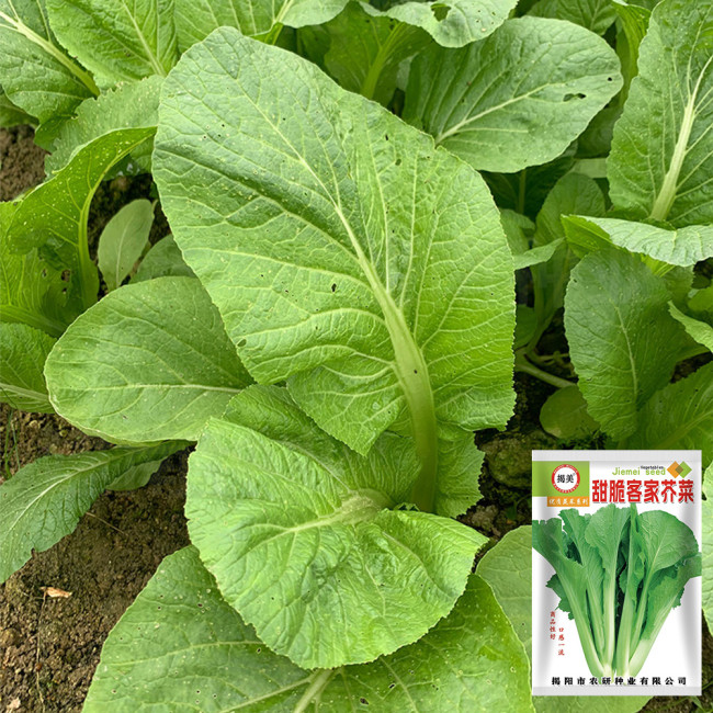 Kongkong Hakka Leaf Mustard Greens Seeds | Light Green Oblong Leaves, Tender Low Fiber & Bitter-Free, 45-Day Maturity