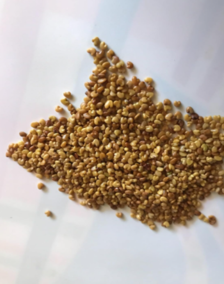 Culinary Chipilin Herb Seeds - Organic Fresh Seeds for Home Garden & Cooking