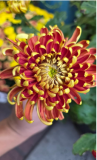 Red Gold Chrysanthemum Seeds | Vibrant Two-Tone Blooms for Garden & Cut Flower Arrangements