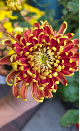 Red Gold Chrysanthemum Seeds | Vibrant Two-Tone Blooms for Garden & Cut Flower Arrangements