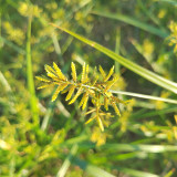 Nutgrass Seeds | Cyperus Rotundus – Fast-Growing Aromatic Perennial, Widely Adaptable, TCM Medicinal Root Tuber Sedge