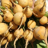 Yellow Cherry Radish Seeds – Early-maturing variety, nutritious, easy to grow, disease resistant, wide adaptability