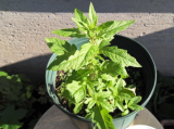 Epazote Seeds – Wildcrafted Mexican Herb, Non-GMO