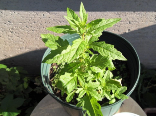 Epazote Seeds – Wildcrafted Mexican Herb, Non-GMO