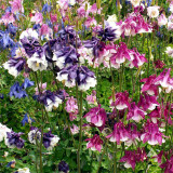 Aquilegia vulgaris 'Crown' Seeds – Perennial Herbaceous Flower, Cold & Drought Tolerant
