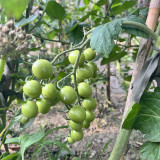 Yanbai No. 9 Cherry Tomato Seeds – Indeterminate variety, disease resistant, easy to grow, sweet flavor