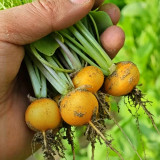 Yellow Cherry Radish Seeds – Early-maturing variety, nutritious, easy to grow, disease resistant, wide adaptability
