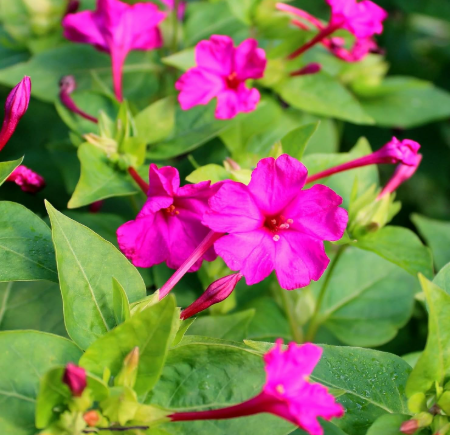 Four O' Clock Seeds (Mirabilis Jalapa) | Pink Solid 100+ & Mixed 100+