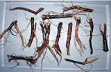 Organic Russian Comfrey Root Cuttings (Bocking 14) – Perennial Herb for Planting