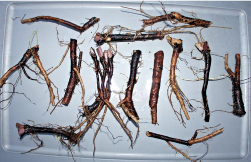 Organic Russian Comfrey Root Cuttings (Bocking 14) – Perennial Herb for Planting