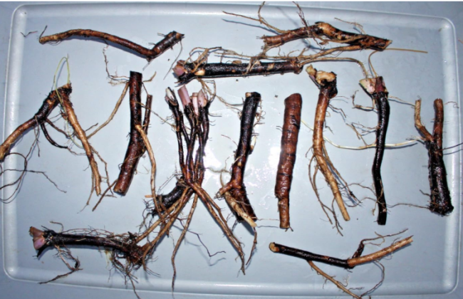 Organic Russian Comfrey Root Cuttings (Bocking 14) – Perennial Herb for Planting