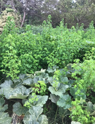 Organic Chipilin Seeds | Crotalaria longirostrata, Edible Tropical Herb