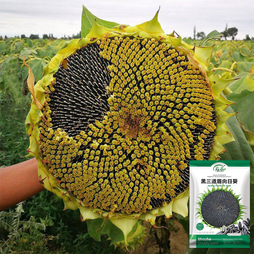 Black Three-Stripe Sunflower Seeds, Large Size, 80-85% Kernel Rate, Stable Yield, Strong Disease Resistance