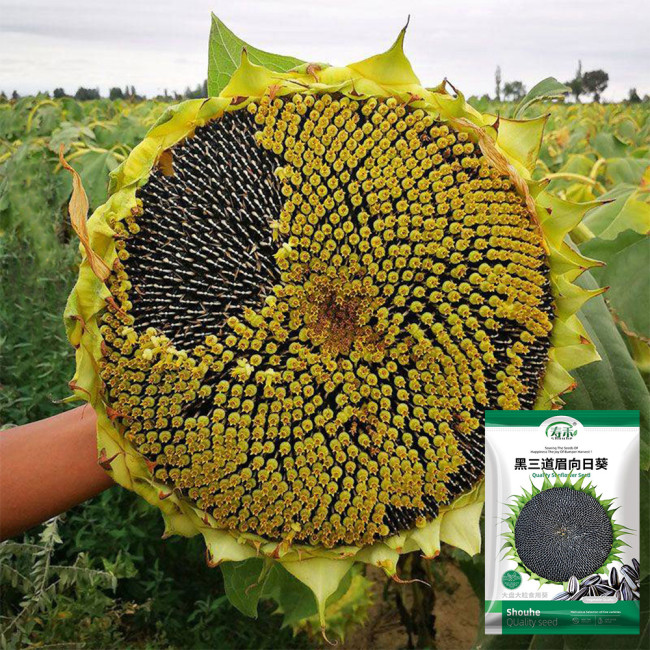 Black Three-Stripe Sunflower Seeds, Large Size, 80-85% Kernel Rate, Stable Yield, Strong Disease Resistance