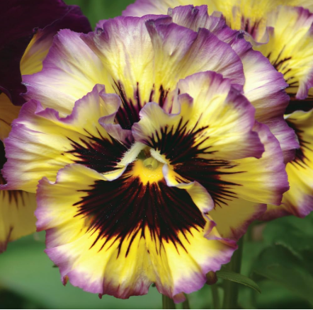 Frizzle Sizzle Lemonberry Pansy Seeds | Ruffled Rare Viola for Cool Season Gardens