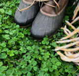 Micro Clover Seed for Lawn | Drought-Tolerant Low-Maintenance Ground Cover