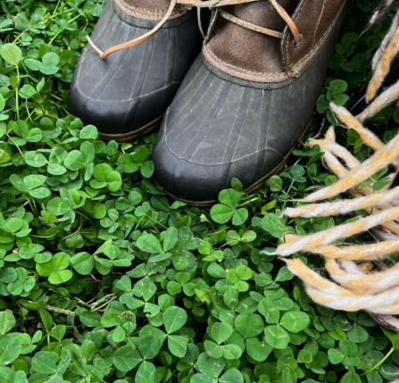 Micro Clover Seed for Lawn | Drought-Tolerant Low-Maintenance Ground Cover