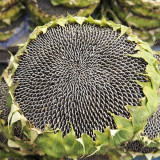 Black Three-Stripe Sunflower Seeds, Large Size, 80-85% Kernel Rate, Stable Yield, Strong Disease Resistance