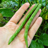 Xiangsi Red Bean Seeds – Easy to grow, plump grains, high yield, suitable for home garden and farm planting