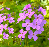 Dame's Rocket Seeds | Hesperis Matronalis, Fragrant Wildflower